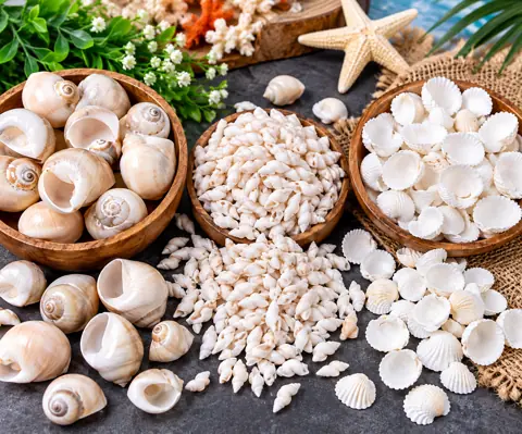 Sea Shells for Resin & Décor