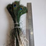 Peacock Feather  Big /Min.Qty-12 Pcs