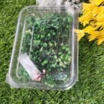 ZIPSSY FLOWERS GREEN JO Min. Qty. - 12 PCS.