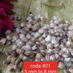 shells#21 1 kg pack