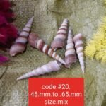 shells#20