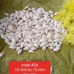 SEA SHELLS 1KG RS 380