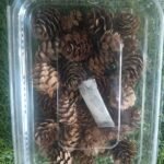 NATURAL FLOWER QTY-MIN 12PCS RS 60