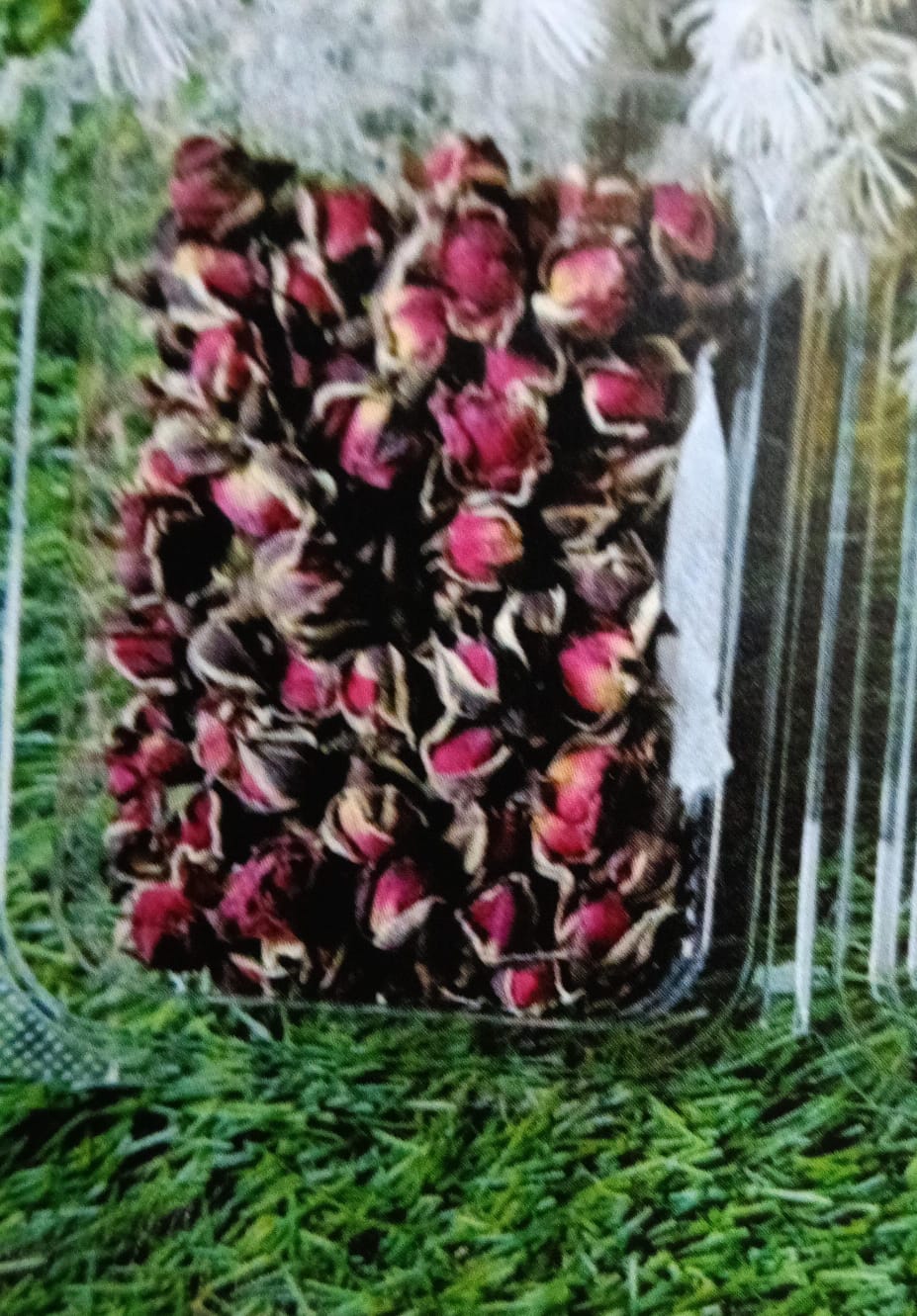 WhatsApp Image 2024-11-21 at 5.15.38 PM