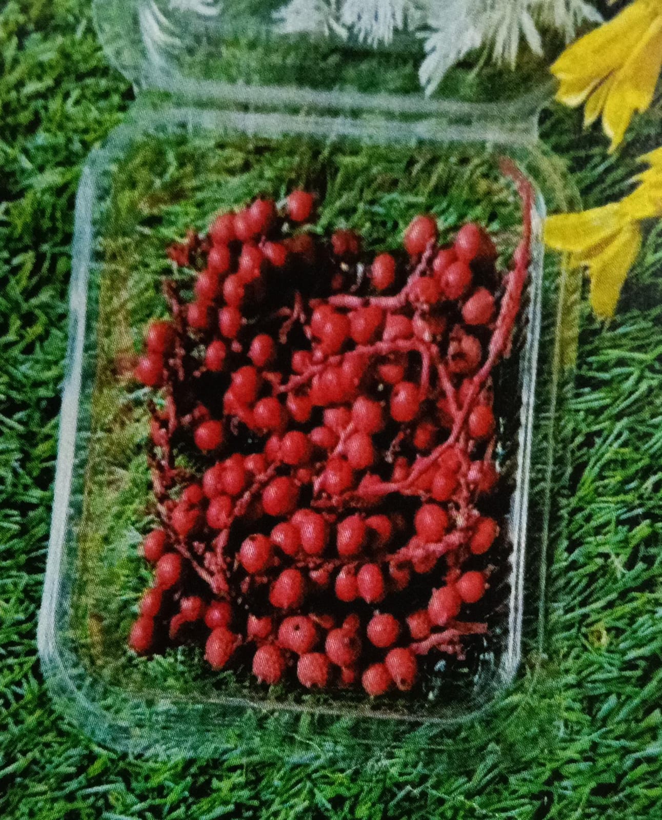 WhatsApp Image 2024-11-21 at 5.19.50 PM