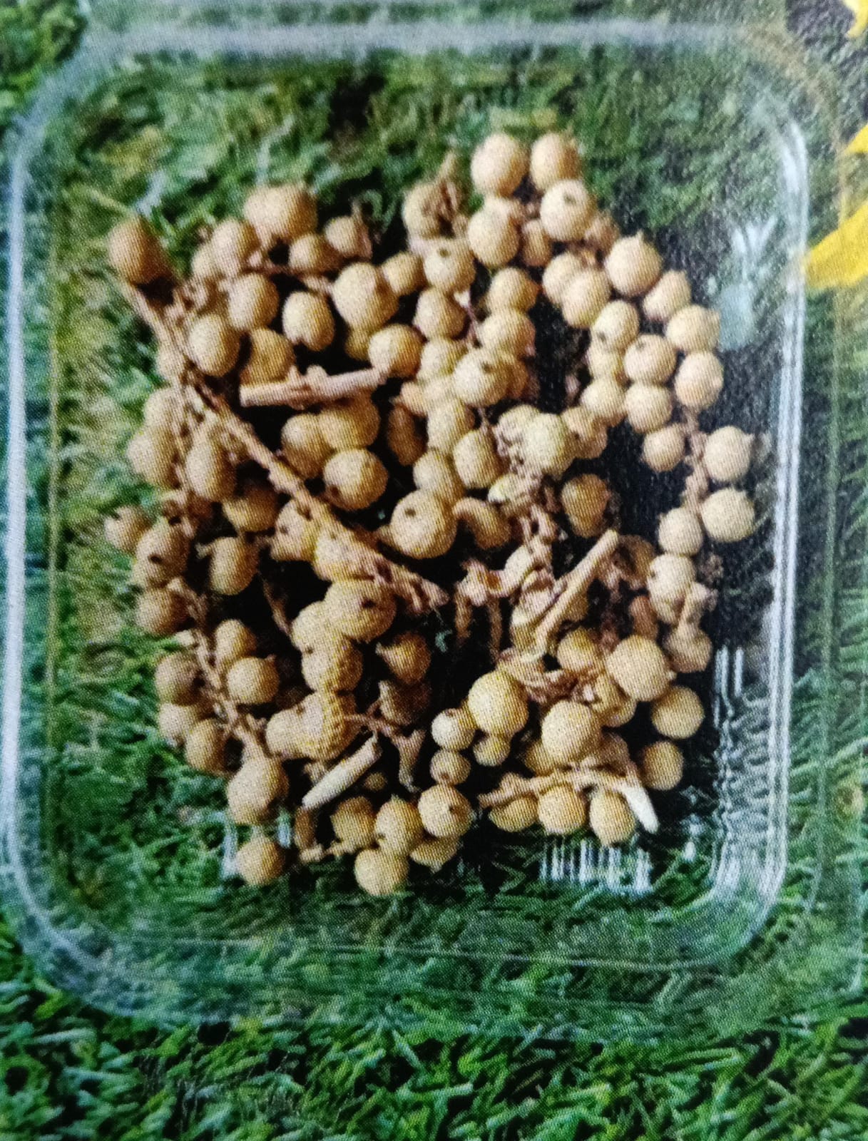 WhatsApp Image 2024-11-21 at 5.20.04 PM