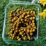Natural flower musterd yellow QTY-min 12 pcs