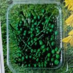 Natural flower cherry green QTY-min 12pcs
