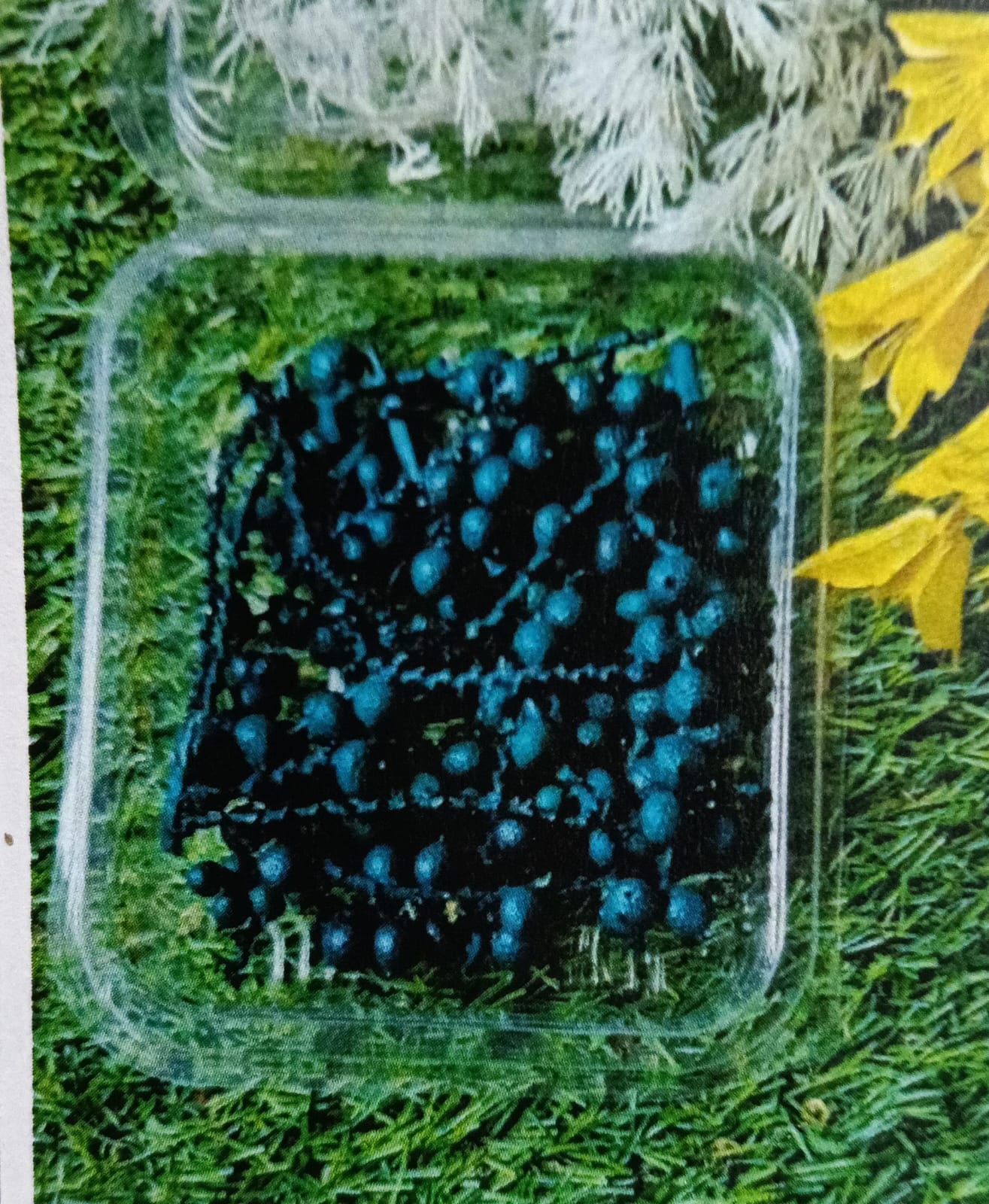 WhatsApp Image 2024-11-21 at 5.21.03 PM