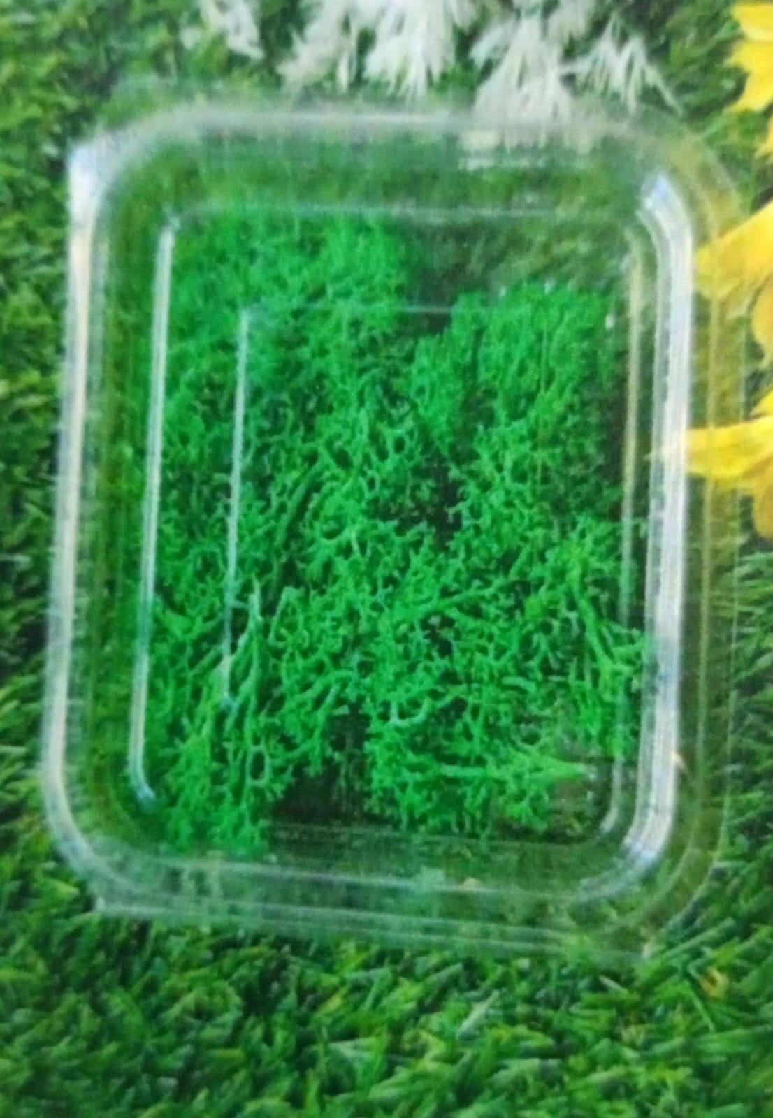 WhatsApp Image 2024-11-21 at 5.32.28 PM (1)