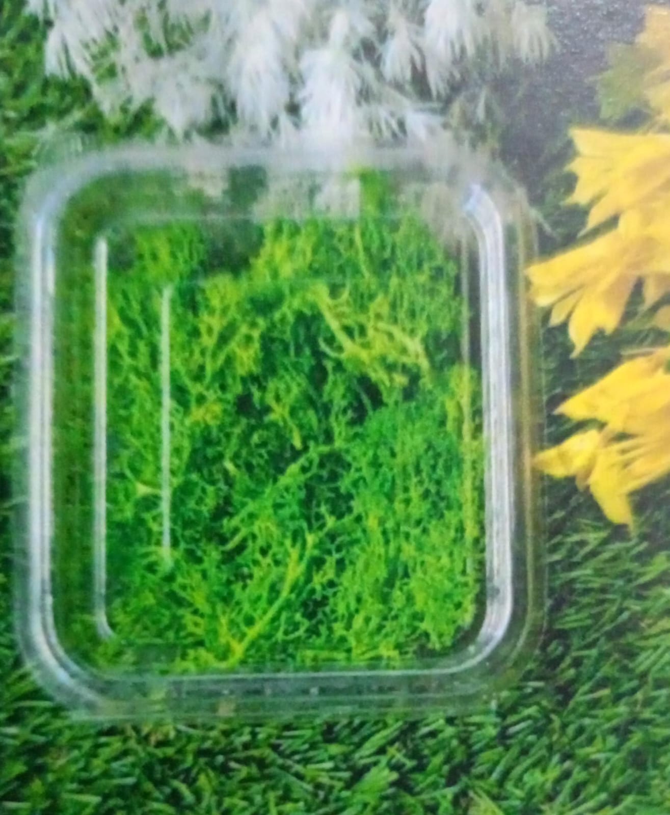 WhatsApp Image 2024-11-21 at 5.32.50 PM