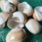 SEA SHELLS