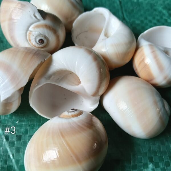 SEA SHELLS