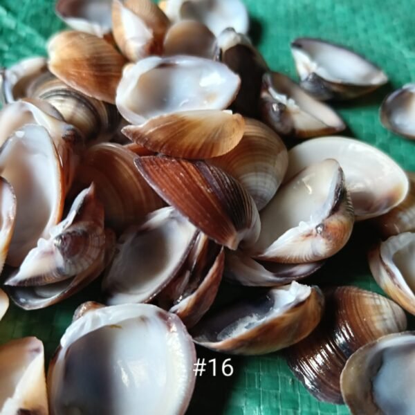 shell#18 1 kg pack