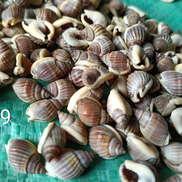 shells#9 1 kg pack