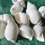 shells#12 1 kg pack