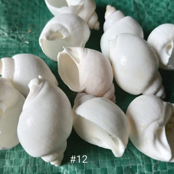 shells#12 1 kg pack