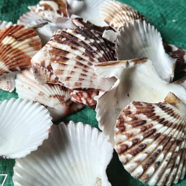 shells#7 1 kg pack