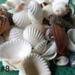 shells#8 1 kg pack