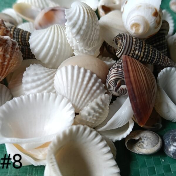 shells#8 1 kg pack