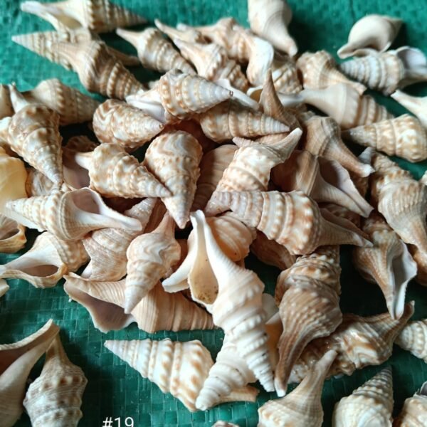 shells#19 1 kg pack