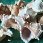 shells#4 1 kg pack