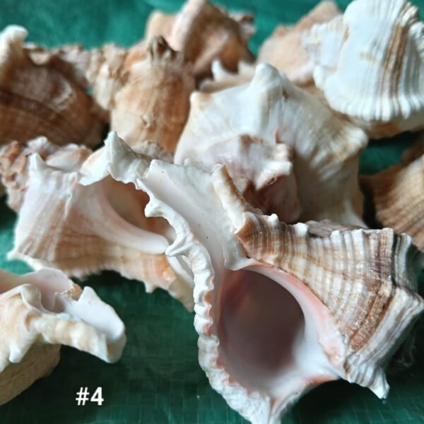 shells#4 1 kg pack