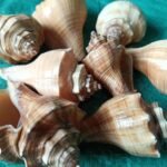 shells#6 1 kg packing