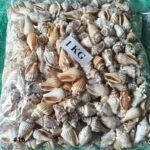 shells#16 1 kg packing