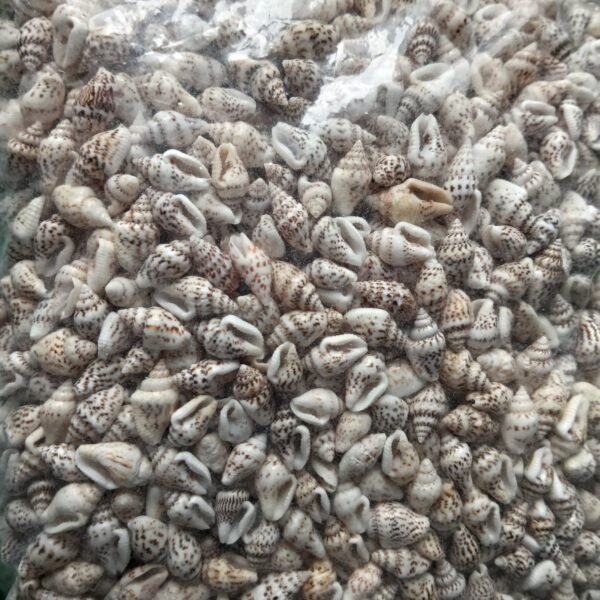 shells#11 1 kg pack