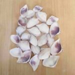 shells#15 1 kg pack