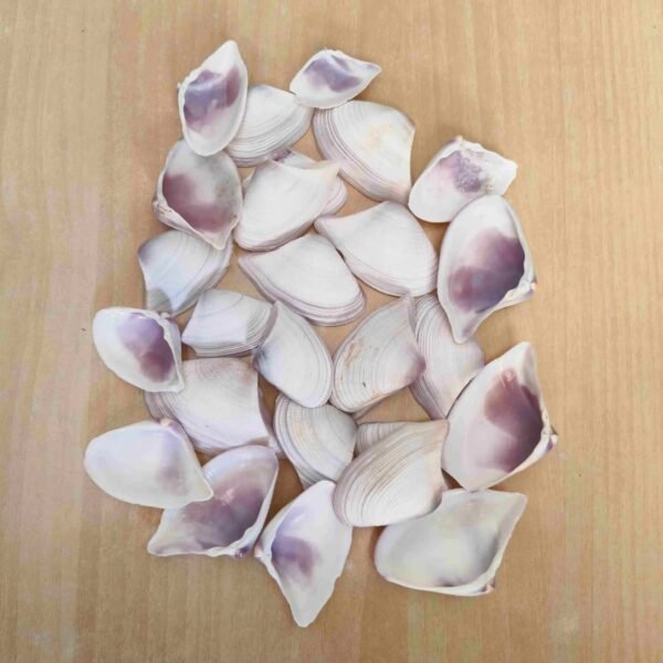 shells#15 1 kg pack