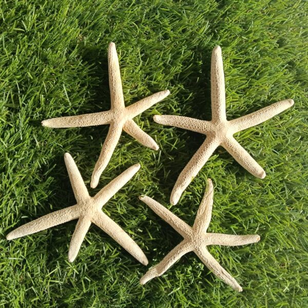 Big  1 Star fish sea shell