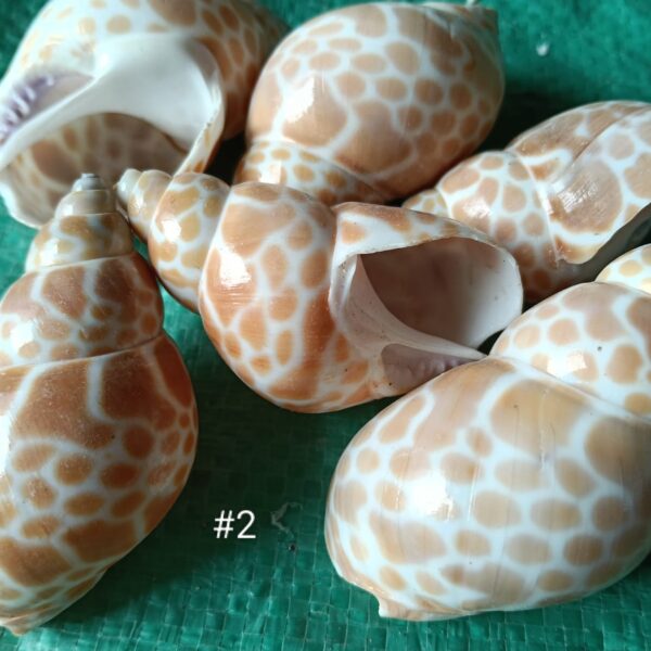 sea shell #02