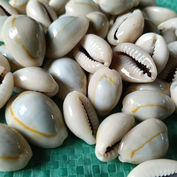 sea shell kodi grey shade natural
