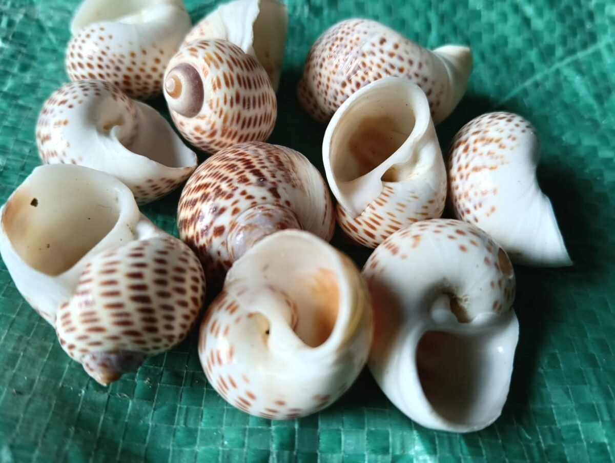 #33 sea shell 1 kg pack - happyeverydayproducts.com