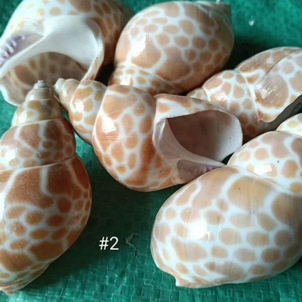 shells#02 sea shell